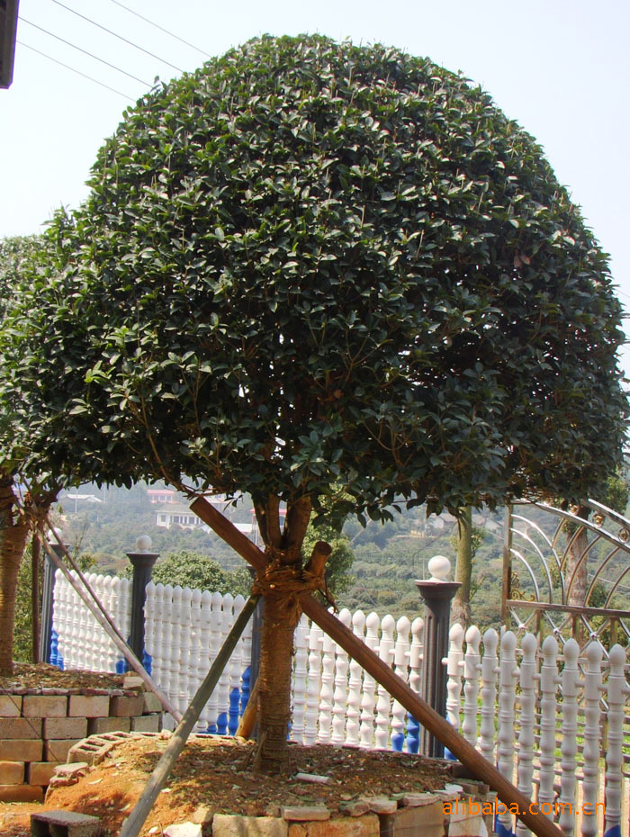 供应 冠幅饱满伞状球状分支点高 秆直的18cm湖南桂花树2万以上_乔木