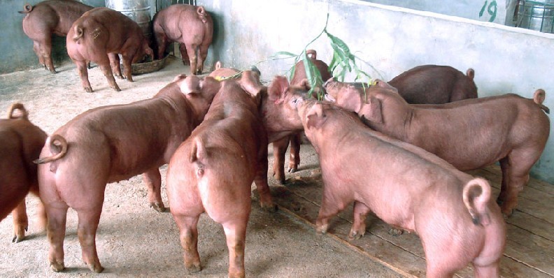 【2011年11月长沙子猪价格预测】,新世纪苗猪养猪厂