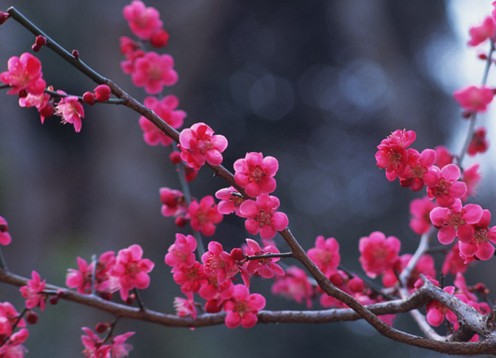 洁家美 拉绒pvc复合地毯 50&times;80门垫 梅花9色入 厂家直销