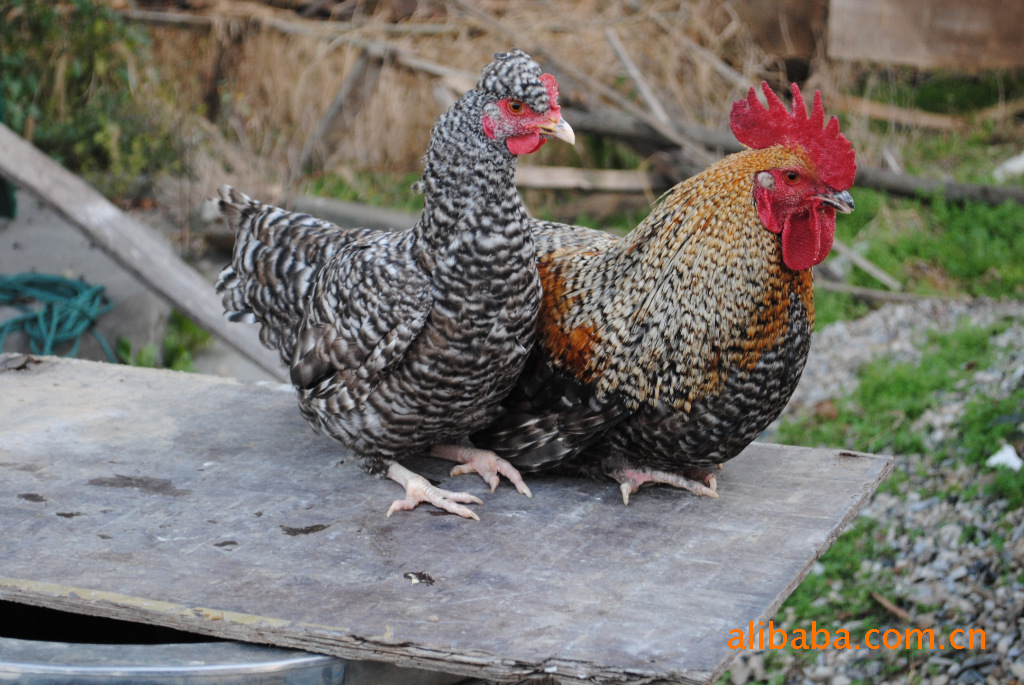 本地常年专业出售大量芦花鸡苗 芦花鸡芦花鸡