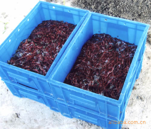 大平二号鲜活红体蚯蚓种低价批发