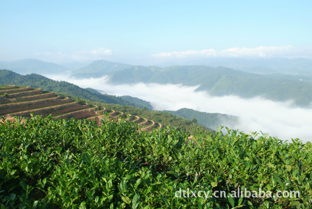 福建省三明市大田高山茶葉綠色茶葉鐵觀音