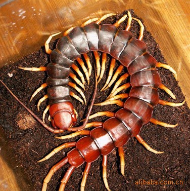 供应 优质蜈蚣 金头蜈蚣种苗
