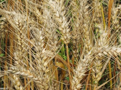 大量供应驻马店白小麦各种等级以质论价_麦类_列表网