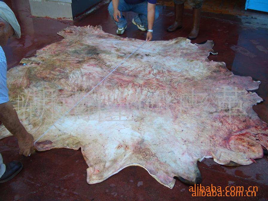 常年大量供应皮革原料生牛皮