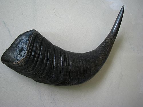 【厂家供应】纯手工制作牛角艺术摆件*【金玉满堂小】