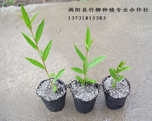 求购美国竹柳,请向涡阳县美国竹柳种植专业合作社