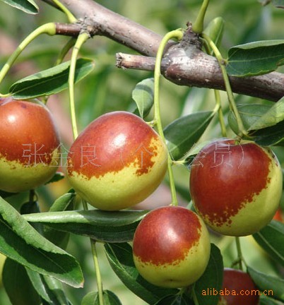 大量供应 优质新品种-早脆王枣(个大早熟)