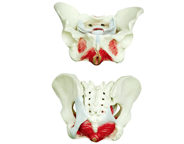 批发供应 教学专用男女盆骨比较模型