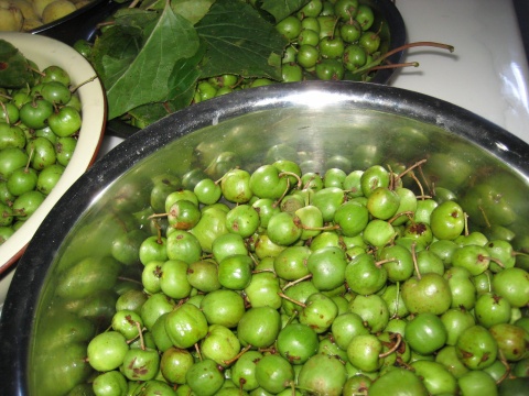 长白山野生鲜果冻果圆枣子猕猴桃