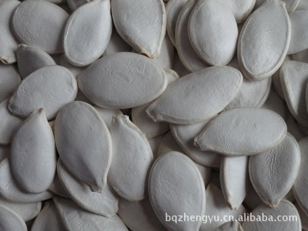 出售 横排10mm角瓜籽 价格合理 保证质量 欢迎前来订购