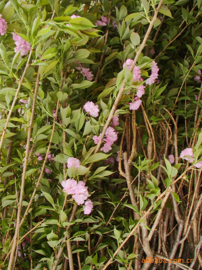 樱花日本樱花各种规格绿化苗木乔木灌木现看现买