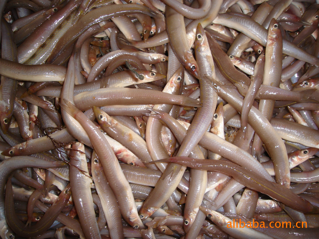 供应:深海特优片冻沙溜鱼