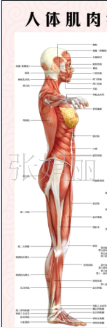 人体肌肉侧面图片