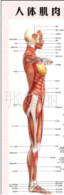 人体肌肉侧面图解图片