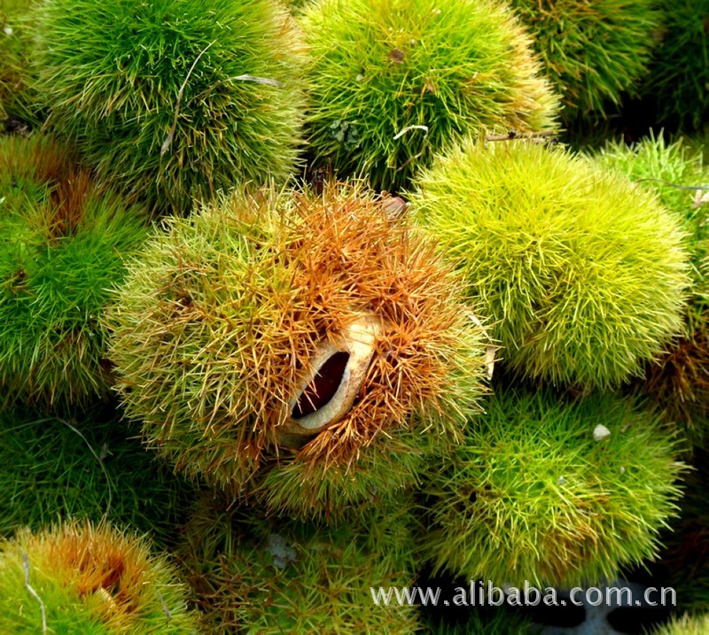 板栗,家乡的板栗,罗田板栗甲天下