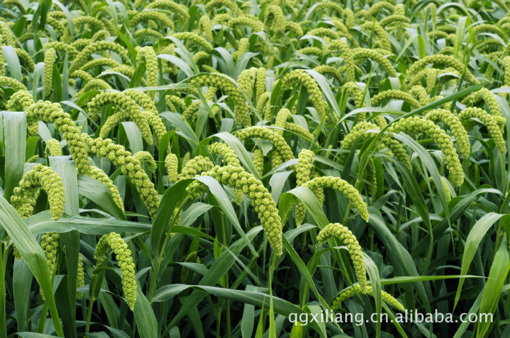 黑龙江省杂粮收购部供应优质谷子