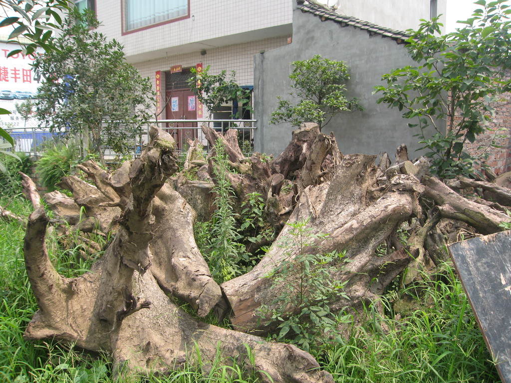 出售金丝楠木树根,造型独特,年代长久