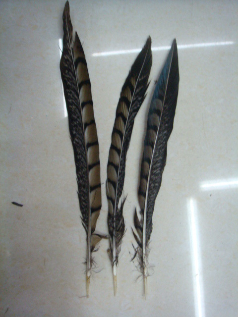 厂家供应大量珍珠鸡毛 羽毛 野山鸡羽毛