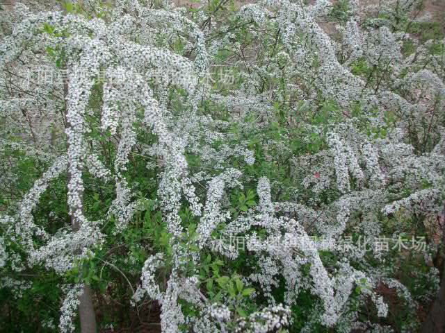 供綠化苗木 珍珠繡線菊 別名白花繡線菊 噴雪花 珍珠花 雪柳