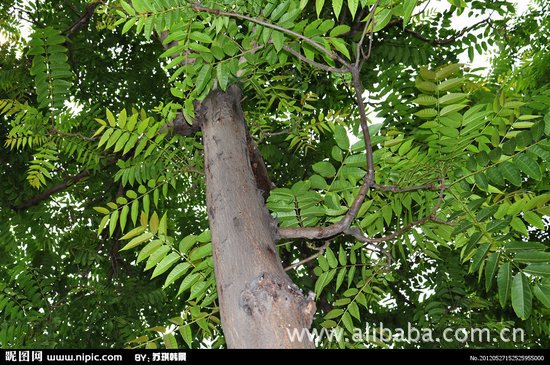 香椿(红椿)木制作的实木家具