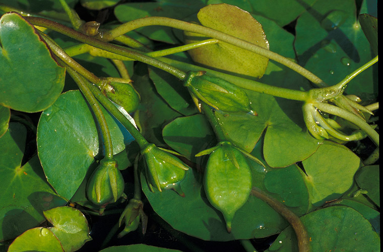 安吉园艺水生植物荇菜苗农直销