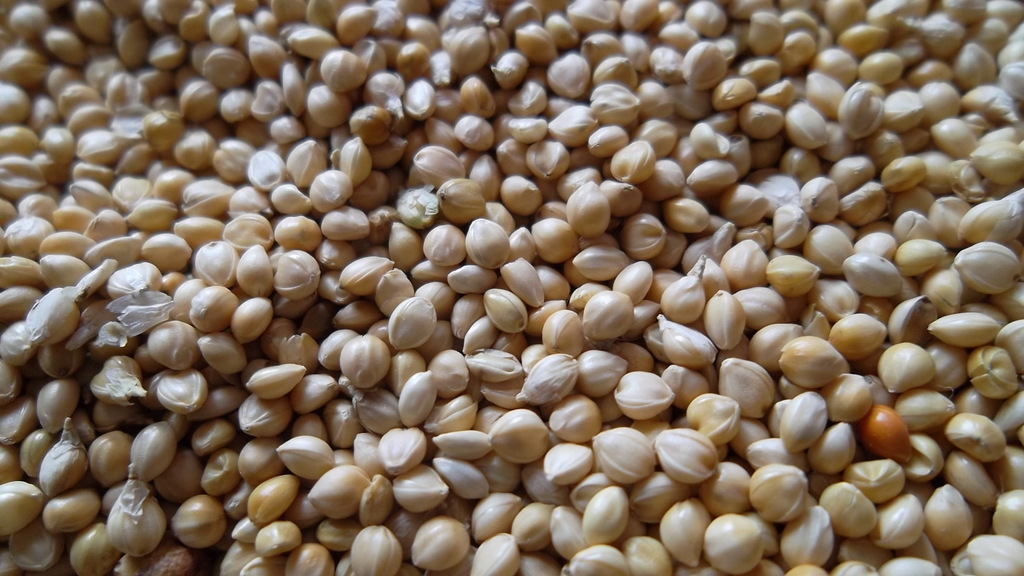 供应优质的绿豆张杂3号谷子