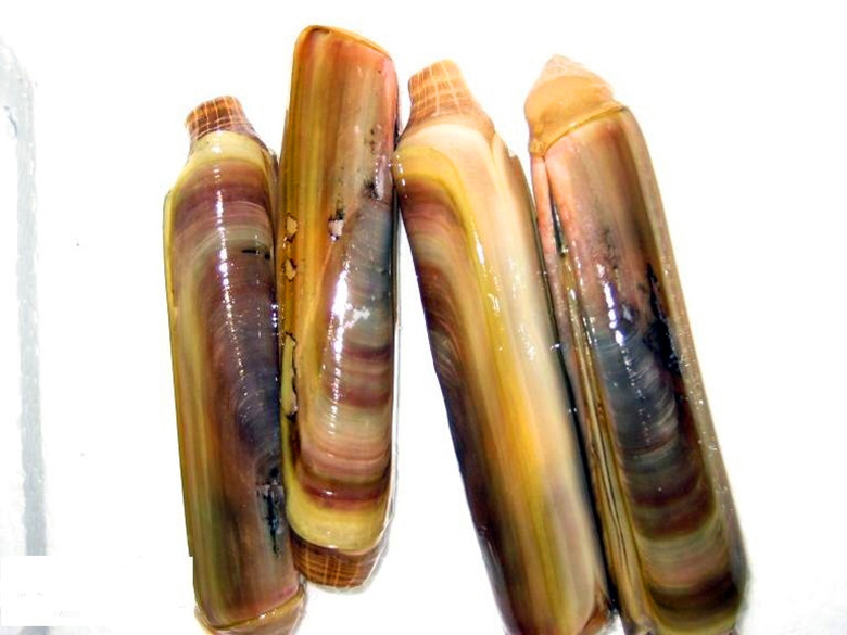 【精品供应】大竹节蛏/鲜活海鲜水产品/贝类海产品