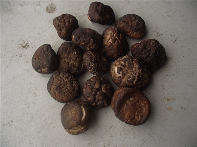 楚香源土特产 供应优质板菇 光面菇 油面菇 切脚