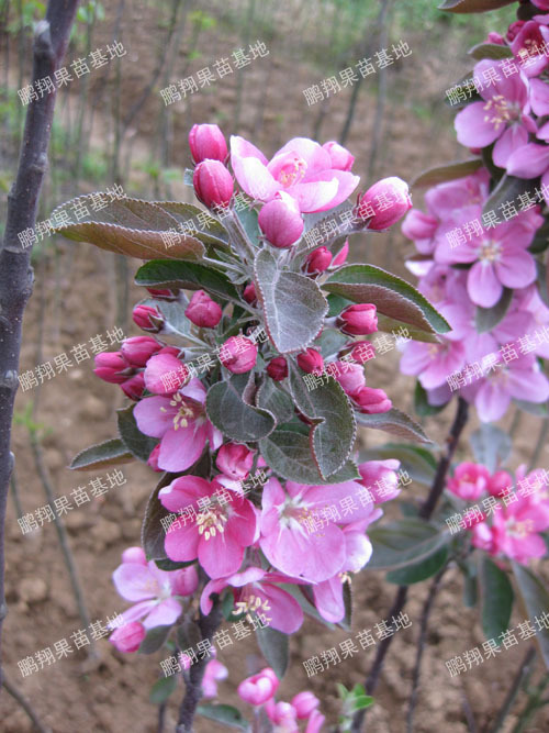 柱状苹果树苗木芭蕾苹果苗最有特色的小苹果盆景特级品种果苗