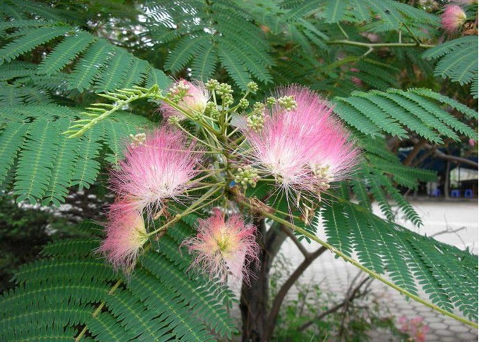 天然草药 合欢花提取物 合欢皮提取物 川