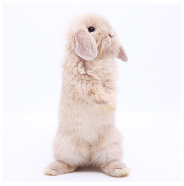 活体宠物兔兔子 淡黄色纯种 迷你垂耳兔兔