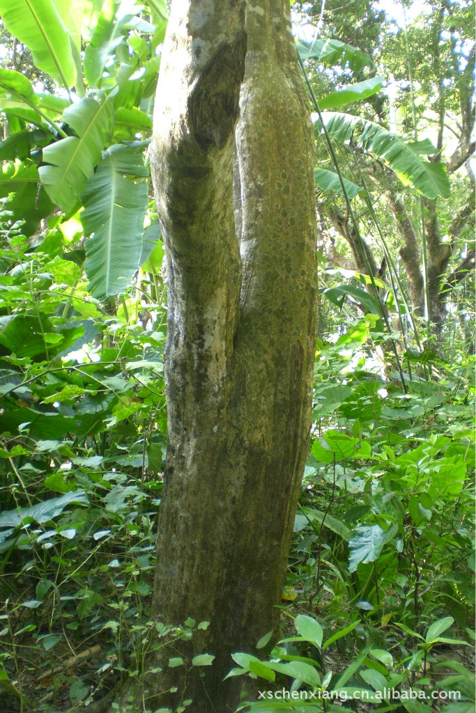 野生莞香树,野生沉香树,沉香木,沉香木批发