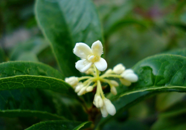 月桂花图片大全(桂花图片大全高清)