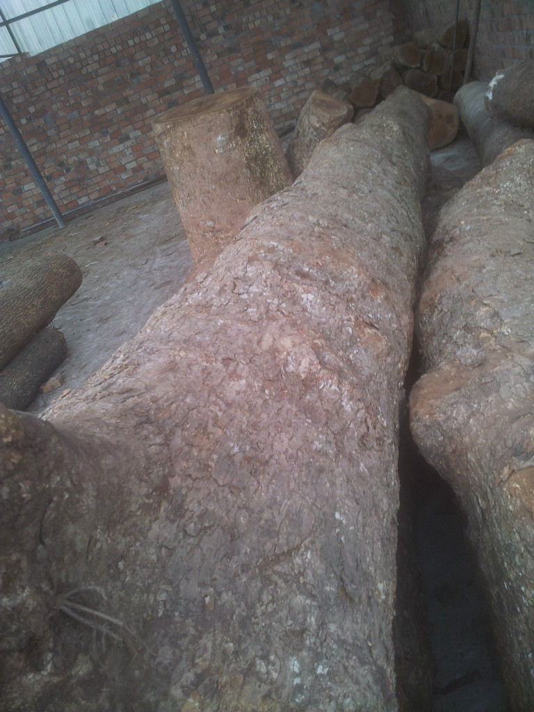 楠木,金丝楠,桢楠,丁丁楠