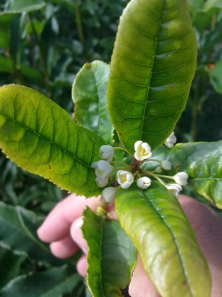 佛顶珠桂花小苗