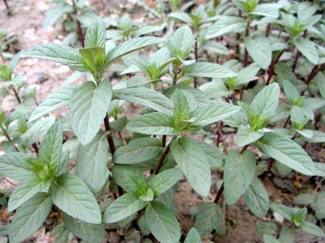 批发供应鲜薄荷