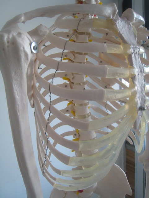 医用人体骨骼模型170cm人体骨架模型医学人体骨骼教学模型