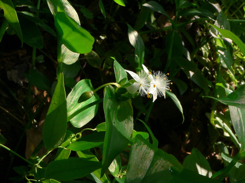 紫竹,毛竹,斑竹,孝顺竹,凤尾竹,罗汉竹,龟甲竹,金镶玉竹,黄杆金竹