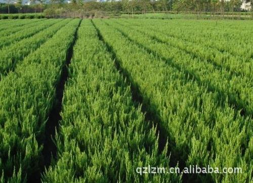 山東省青州市桂竹園藝場位於中國北方最大的花卉生產,交易集散地,江北