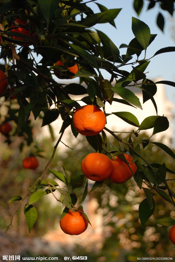 人烟寒橘柚,秋色老梧桐.