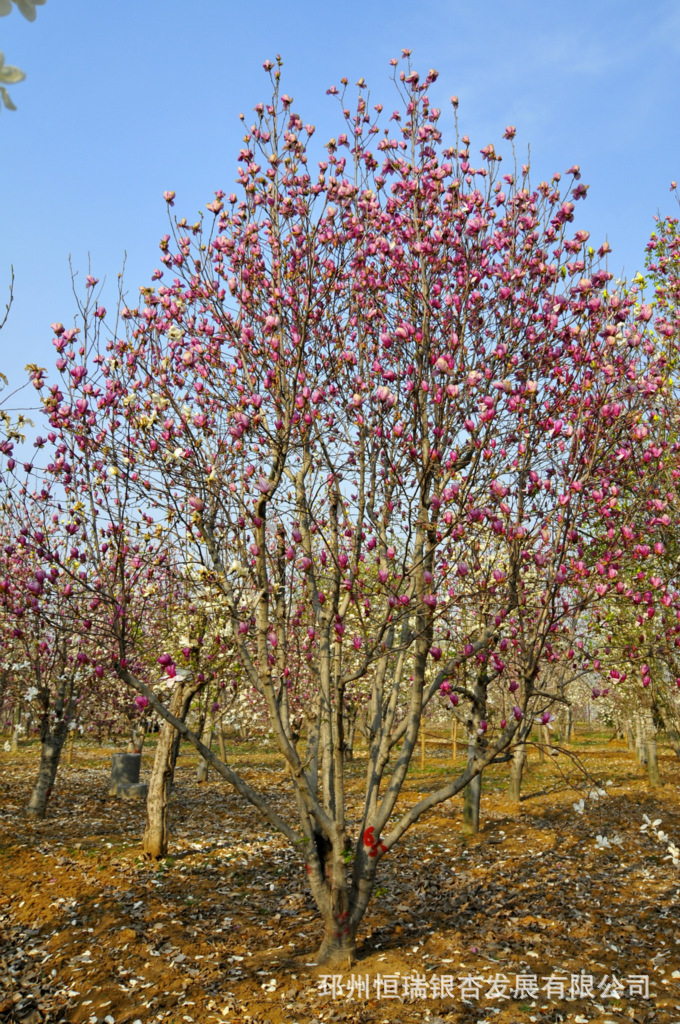 红玉兰,15公分,冠大,形好,耐寒,花期长,自有苗圃