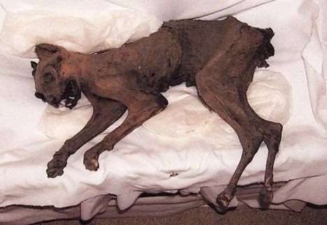 日本恐怖干尸样子好吓人(有图有真相)