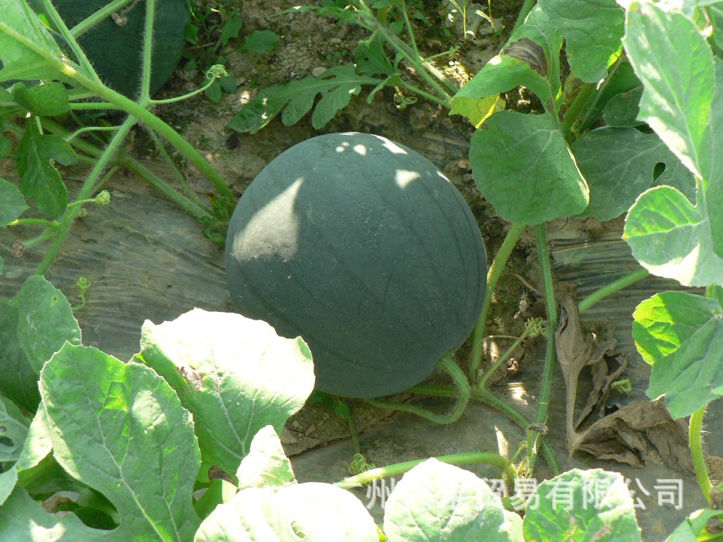 供应【超甜/皮薄/耐运】先正达小型无籽西瓜-墨童