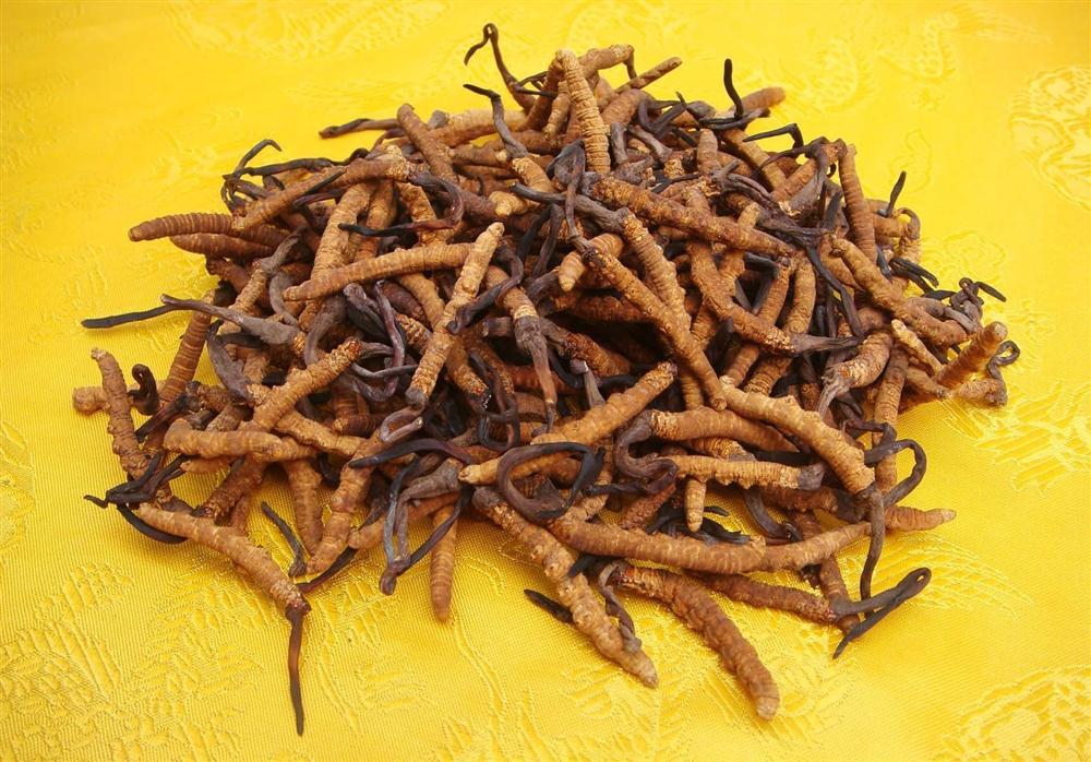 151平面图名贵中药海报展板82冬虫夏草 jpg副本