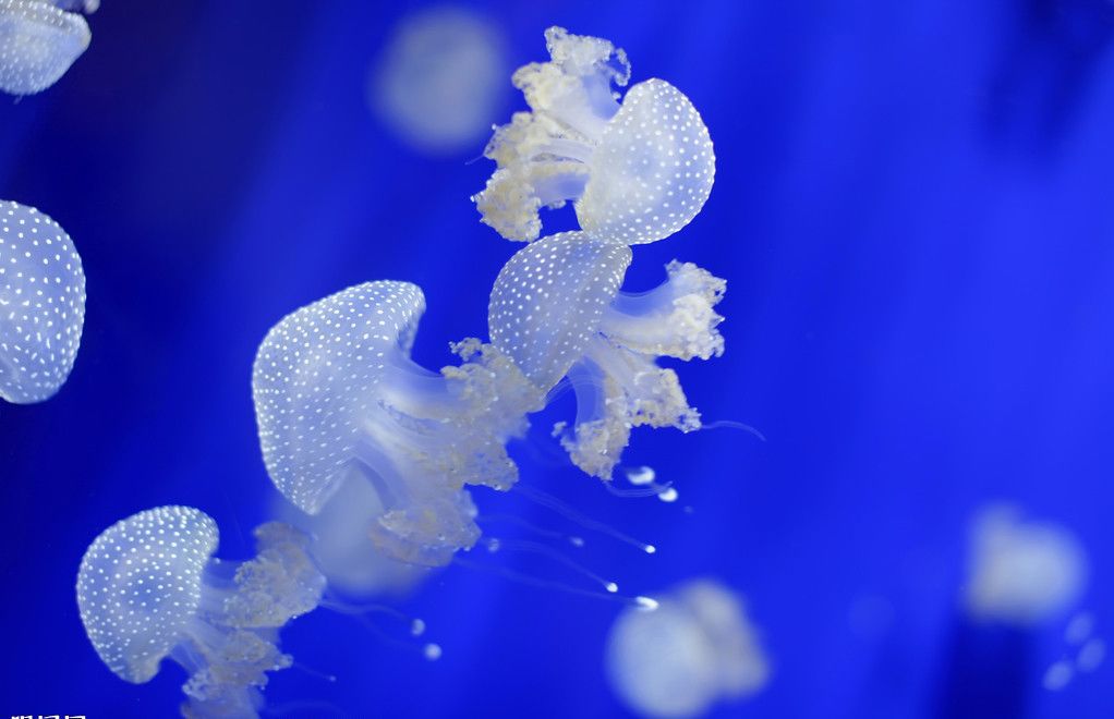 批发供应优质活体水母 观赏水母 海月水母