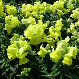 8元苗圃草花直销】多年生草本绿植金鱼草_产品详情-阿里巴巴