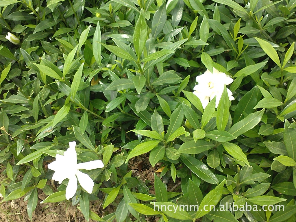 春韵苗圃大量供应花香浓郁绿化小苗小叶栀子,海栀子优质工程苗
