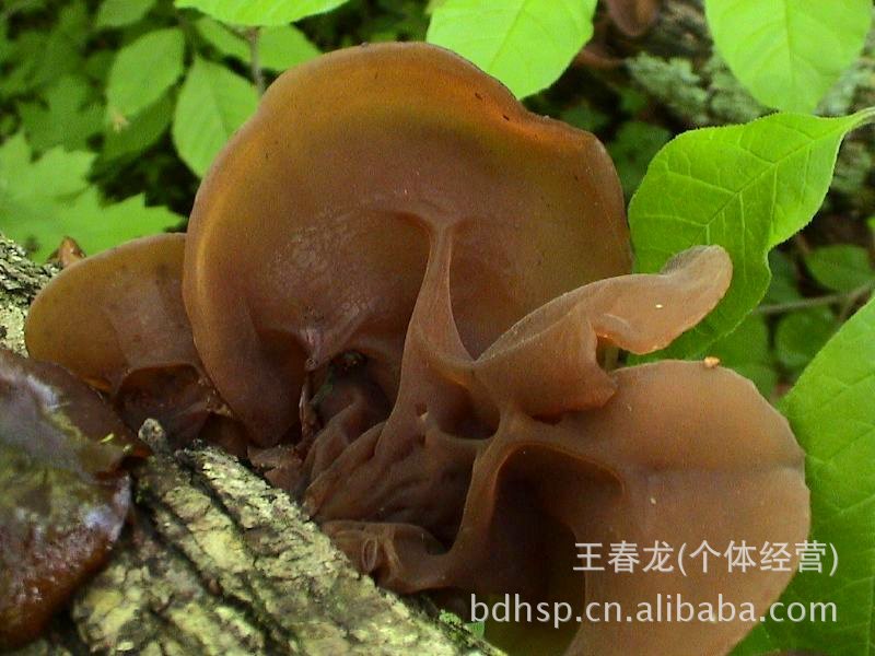 北大荒有机绿色食品东北山珍北大荒绿野木耳150g