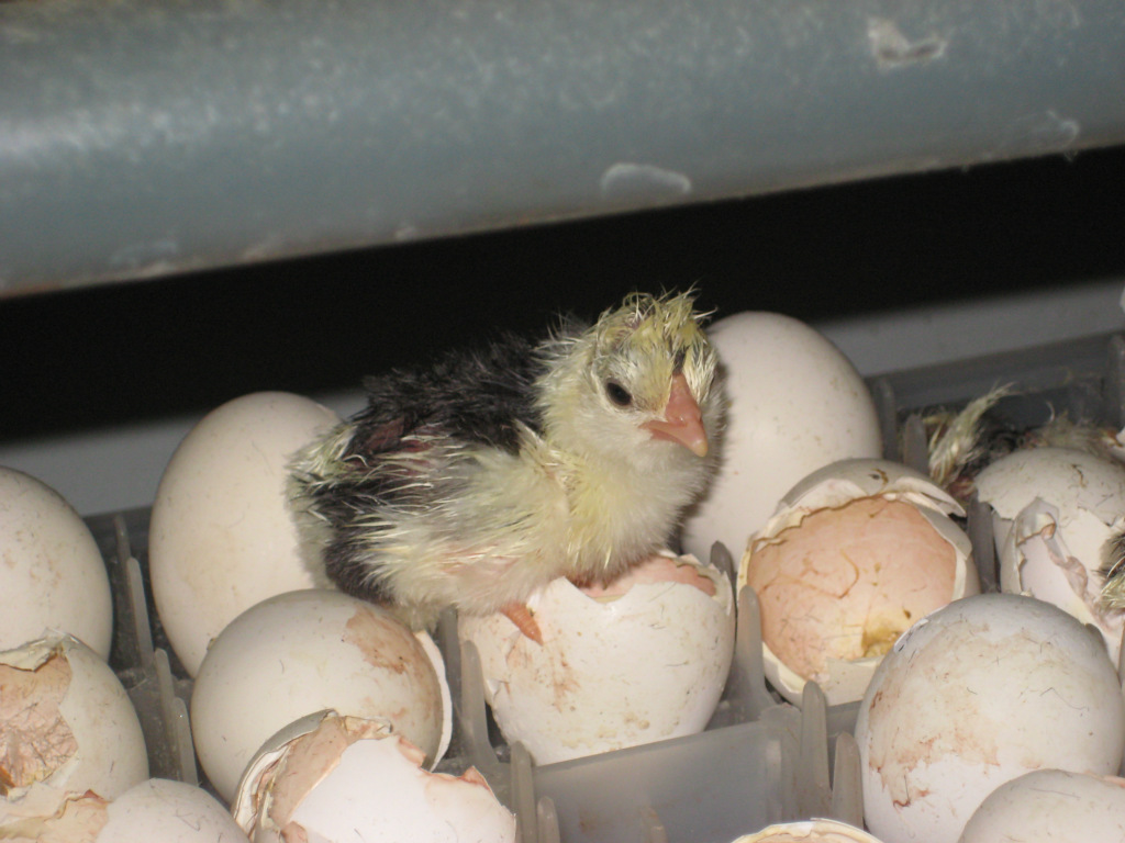 贵妃鸡苗,贵妃鸡,商品贵妃鸡苗,贵妃鸡种苗,贵妃鸡批发